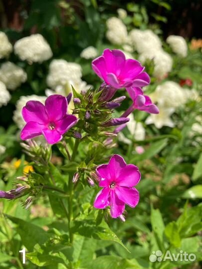 Садовые излишки