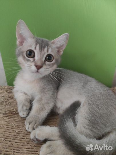Манчкин, кошка-такса