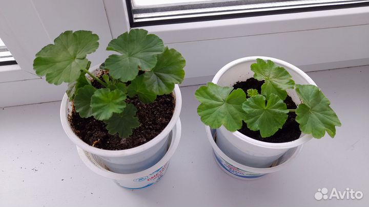 Пеларгония герань