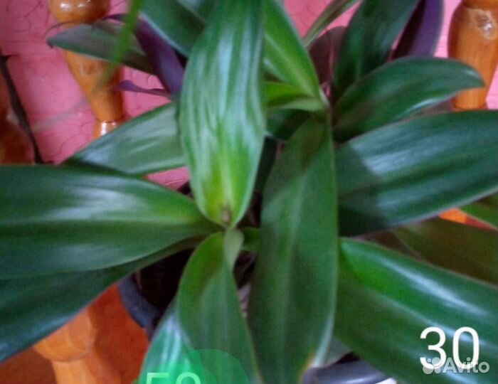 Традесканции