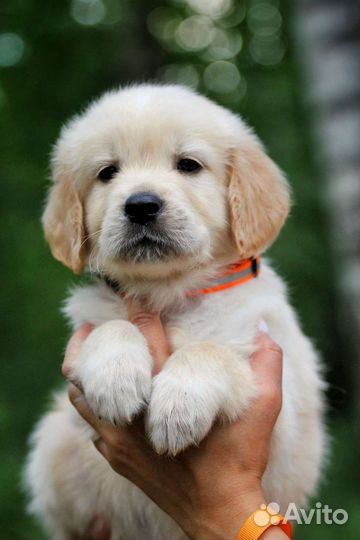 Золотистый ретривер