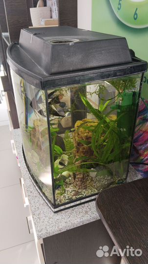 Аквариум