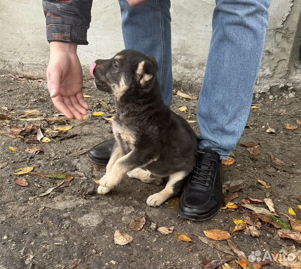 Щенок мальчик бесплатно