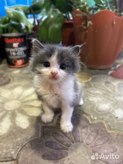 Отдам котят в хорошие руки