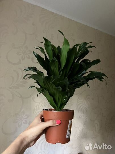 Пальма драцена