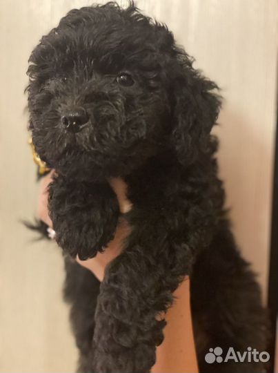 Дредовые охранники пули И комондор