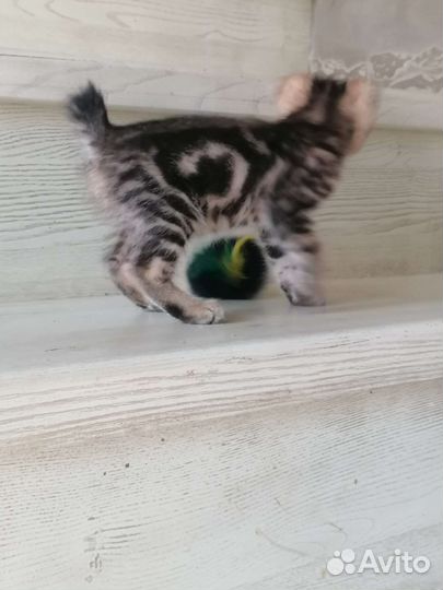 Курильский бобтейл котята. Доставка