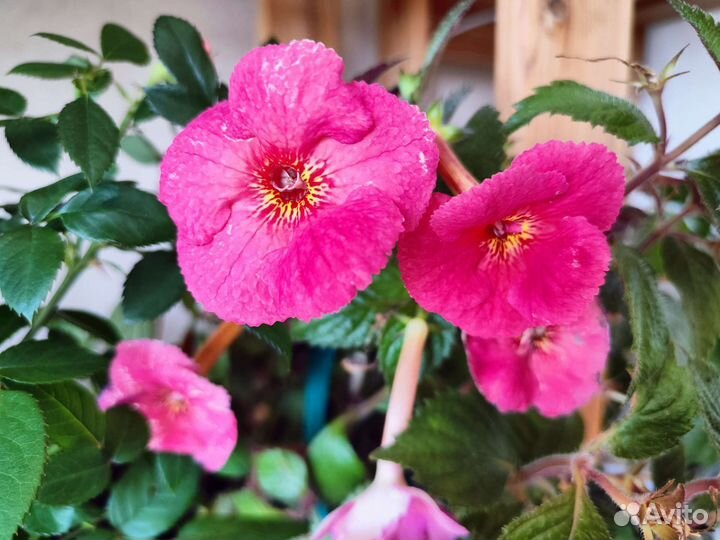 Комнатные растения цветы