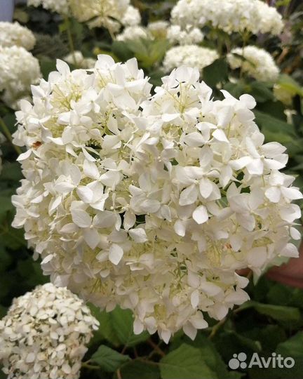 Гортензия древовидная Аннабель саженцы