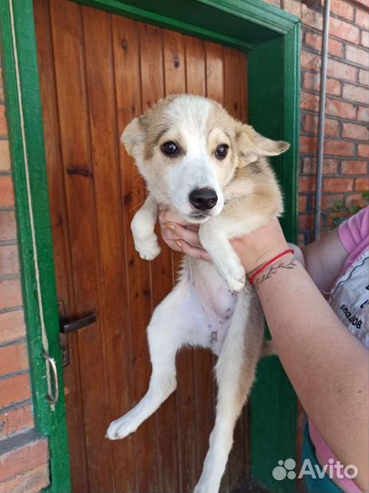 Собаки бесплатно в добрые руки