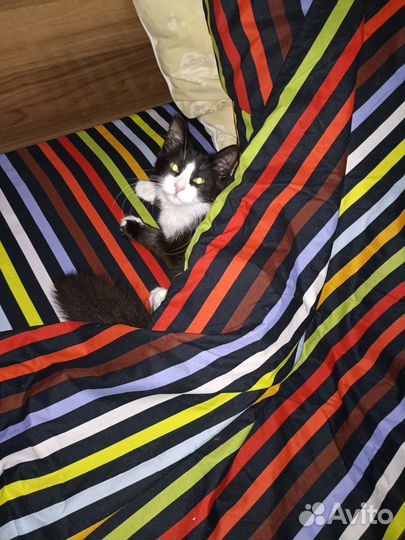 Котик бесплатно в добрые руки