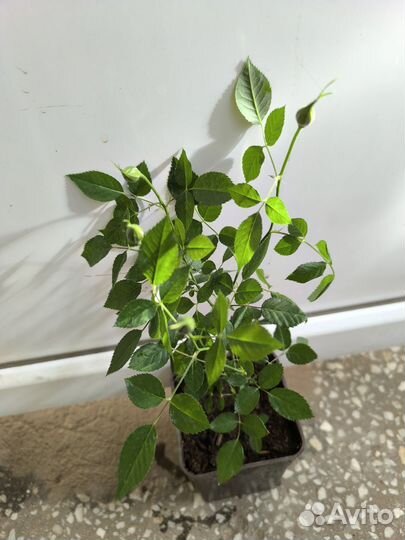 Роза комнатная