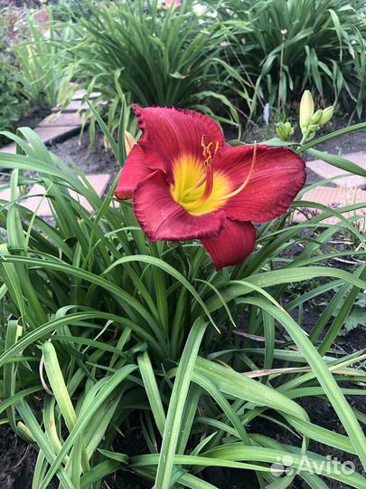 Лилейники сортовые