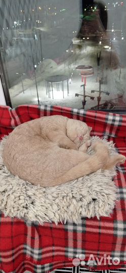 Котик в добрые руки