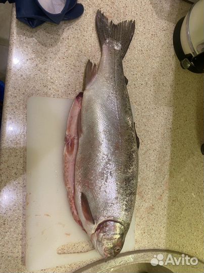 Форель радужна, рыба живая, малек форели