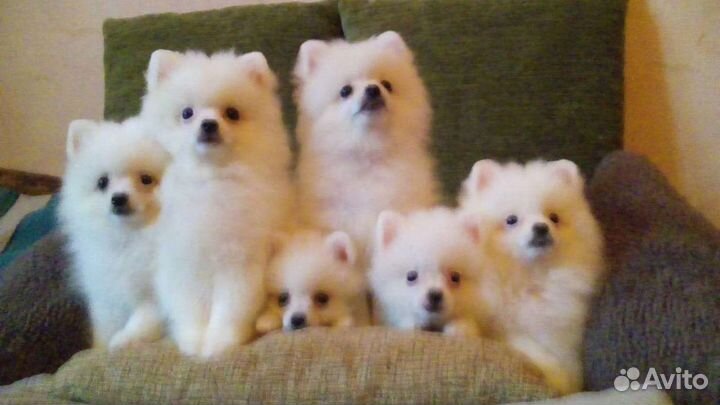 Померанские шпицы