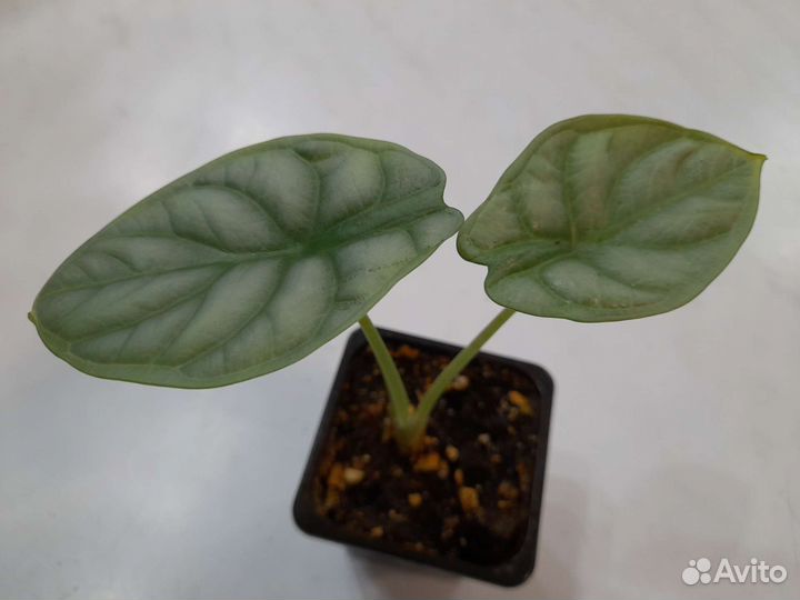 Комнатные растения 1