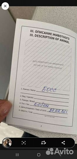 Йоркширский терьер