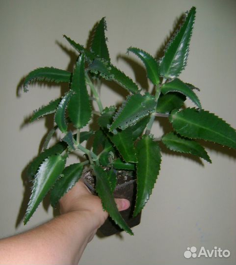 Каланхоэ лечебный,золотой ус,алоэ Вера