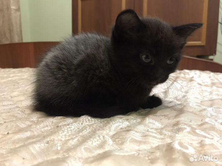 Котёнок