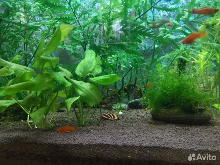 Аквариум с рыбками