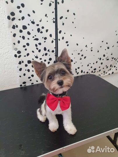 Вязка бивер