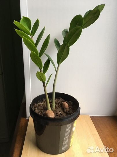 Замиокулькас / долларовое дерево