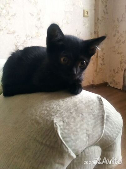 Маленькие котята