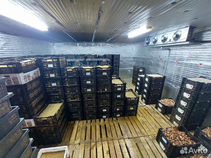 Принимаю заказы на тюльпаны к 7-8 марта