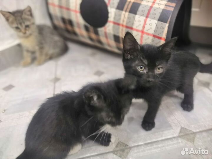 Котенок мальчик