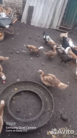 Мускусные утки индоутки индоутята