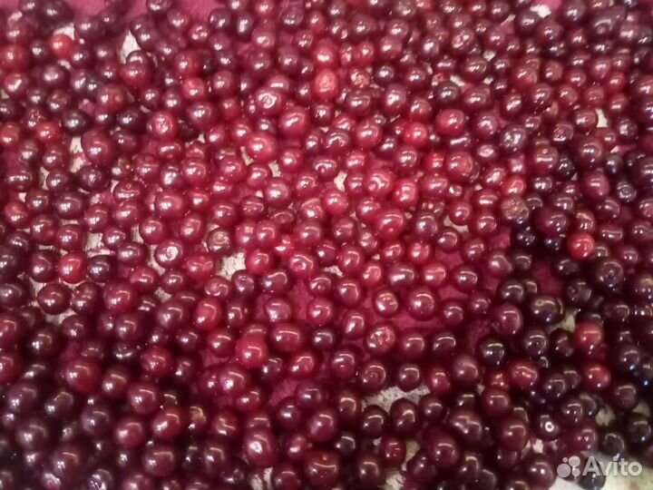 Вишня на веточке