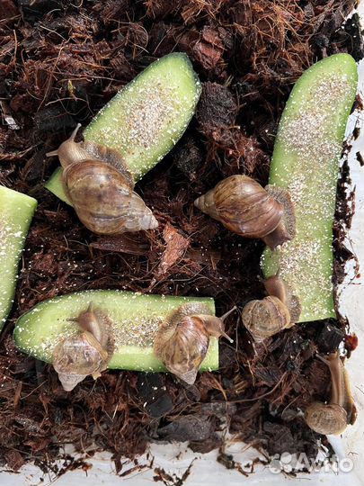 Улитки ахатины гигантские бесплатно