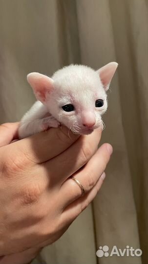 Корниш-рекс котята