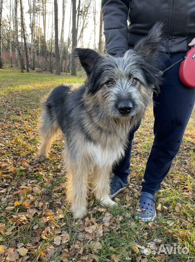 Собака мечты Миша