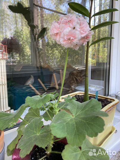 Пеларгония герань сортовая