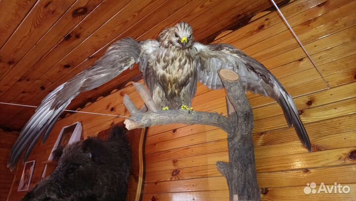 Чучело птицы