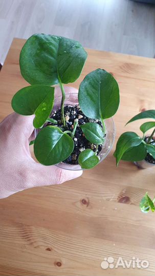 Сциндаптус эпипремнум