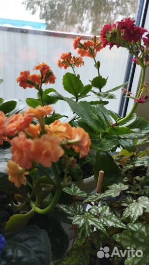 Бегония, каланхоэ