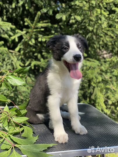 Бордер Колли