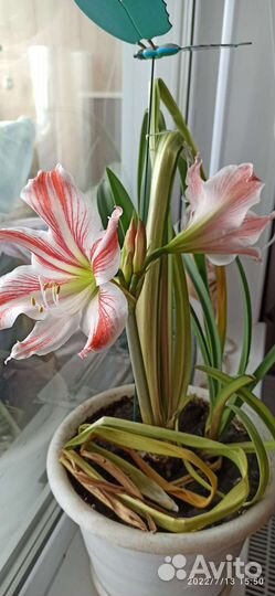 Гиппеаструм амариллис луковицы