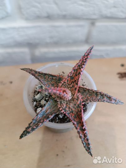 Суккуленты