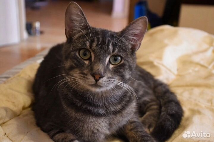 Котик в добрые руки