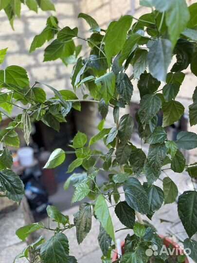 Гибискус китайская роза