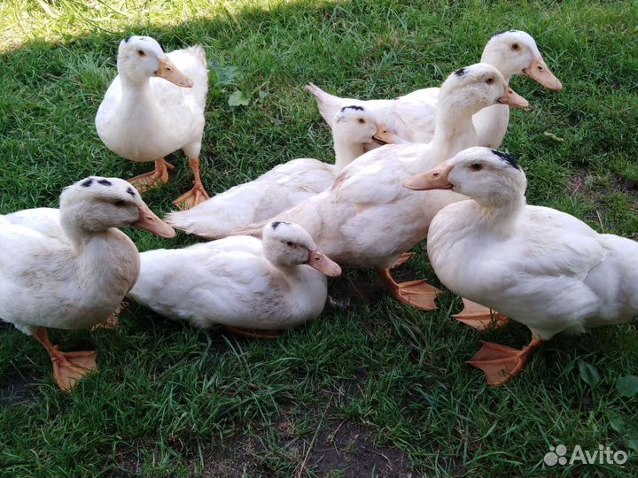 Утки муларды