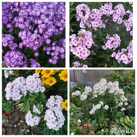 Садовые цветы и растения