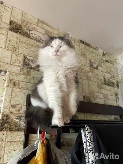 Кот кастрированный