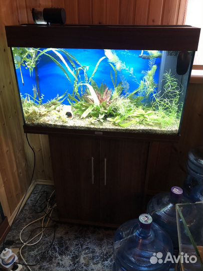 Аквариум Juwel Rio 125, 450