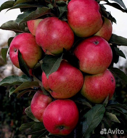 Саженцы Яблони колоновидной 1-2 года