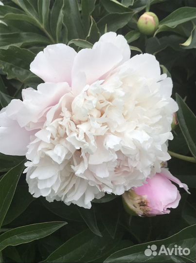 Пион Сара Бернар